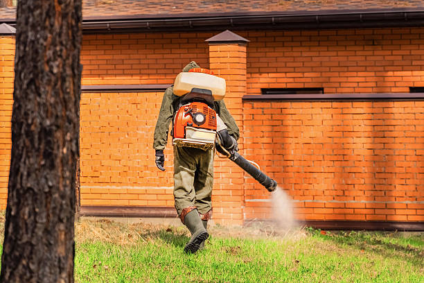 Trusted Termite Control service in Running Springs, CA - Nex Pest Control